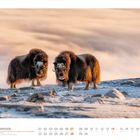 November 11, NORWEGEN, Moschusochsen im Dovrefjell-Sunndalsfjella-Nationalpark. Zwei Moschusochsen in winterlicher Landschaft.