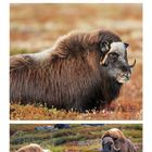 Kalenderblatt mit Fotos von Moschusochsen in Norwegen. Monatsübersicht mit hervorgehobenen Daten in Orange.