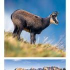 Kalenderseite mit Novemberdaten unten. Oben: Berge, Wald, See, Zweige und ein Tier ähnlicher einer Gämse.
