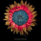 Text: "november", "cosmos", "tom blachford & kate ballis". Kalender unten. Bunte Blume auf schwarzem Hintergrund.