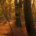 Zitat über die Sprache des Waldes. Herbstlicher Wald, Sonnenlicht durch Bäume, bunte Blätter am Boden, Kalender unten.