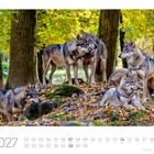 "112027 Eurasische Wölfe (Canis lupus lupus) Foto: Klein & Hubert" Kalender für November mit Wölfen im Wald.