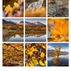 11; 01 bis 30; Mo bis So. Herbstliche Landschaften in warmen Farben mit einem Fuchs und verschiedenen Blättern.