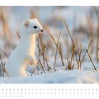 November-Kalenderbild mit Hermelin im schneebedeckten Feld und vertrockneten Grashalmen.