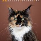 Kalender mit der Zahl 11 in Gelb oben links. Darunter ein Foto einer bunten Katze mit langen Schnurrhaaren.