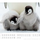 Kalenderseite für November mit jungen Kaiserpinguinen. Verspielte Küken im Schnee, eins hebt den Flügel, das andere schaut zu.