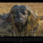 Kaffernbüffel (Syncerus caffer) im hohen Gras. Unten Kalenderdaten: November, beginnend mit Montag, endend mit Donnerstag.