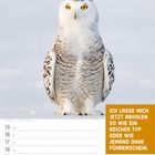 Text: "Ich lasse mich jetzt abholen. So wie ein reicher Typ. Oder wie jemand ohne Führerschein. Februar KW07/2027." Schneeeule im Schnee.