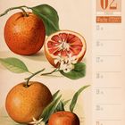 Kalenderblatt für Februar 2027, Woche 7. Illustration von Orangenfrüchten mit Blättern und Blüten.