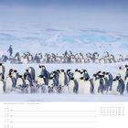 Kaiserpinguinkolonie - Antarktis. Woche 07, Februar. Viele Kaiserpinguine mit Jungtieren auf einer schneebedeckten Fläche.