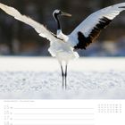 07. Woche Februar, 21 So. Ein Kranich steht im Schnee mit ausgebreiteten Flügeln.