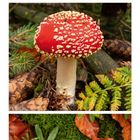 Kalenderseite November, Sonntage rot markiert. Bilder zeigen bunte Blätter, einen Fliegenpilz und Bodengrün im Wald.