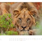 „11“, „01 02 03 04 05 06 07...“. Ein Löwe liegt wachsam im Gras und starrt direkt nach vorne.