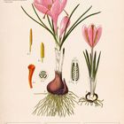 „Frühlingskrokus (Crocus vernus)“. Illustration einer rosa Krokusblume mit botanischen Details. Darunter ein Kalender: 15.-21. Februar 2027.