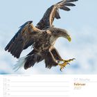 07. Woche, Februar 2027. Sonntag, 21. Seeadler im Flug, majestätische Flügel und scharfe Krallen ausgebreitet.