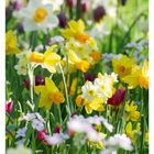 10 MÄRZ, Blumenwiese mit Narzissen und Wiesen-Schaumkraut. Gelbe und weiße Blumen, umgeben von grünen Stängeln.