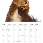 Kalenderblatt November 2027; oben ein Foto eines roten Eichhörnchens mit aufmerksamen Blick.