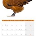 Kalender für November 2027 mit Feiertagen. Oben ein Bild eines Vogels mit braunem und schwarzem Gefieder.