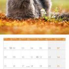 Kalender für November 2027. Wochenanfänge markiert. Oben große Katze in herbstlichem Gras.