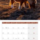 Kalender für November 2027 zeigt ein Shetland-Pony auf einer Wiese im Sonnenuntergang.