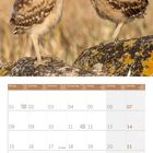 Kalender für November 2027, darunter zwei junge Kaninchenkauze auf einem Felsen.