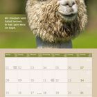 "Wir müssen vom Salat lernen. Er hat sein Herz im Kopf." Ein Alpaka mit geschlossenen Augen und wuscheligem Fell, darunter ein Monatskalender.