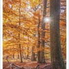 Zitat von Michelangelo: "Frieden findet man nur in den Wäldern." Herbstlicher Wald mit Sonnenlicht und Kalender für November 2027.