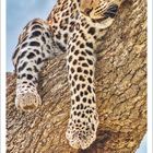 Text: Leopard (Panthera pardus), November 2027. Ein Leopard liegt entspannt auf einem Baum.