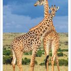 November 2027, Kalender zeigt zwei Masai-Giraffen im Grasland mit blauem Himmel im Hintergrund.