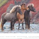 11, 1-30, 11. Allerheiligen, 15. Volkstrauertag. Drei Islandpferde stehen auf einer steinigen Fläche vor rotem Felsen.