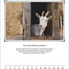 November. Der Hundertjährige prophezeit: Bis zum 9. hält das kalte, nasse Wetter an. Eine Ziege schaut aus einer Holztür.