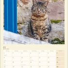 Kalenderblatt für November 2027 mit einer getigerten Katze vor einer Wand.