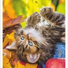 11 2027, Kalender mit einem Kätzchen, das spielerisch auf Herbstblättern liegt, sein Fell ist flauschig und es schaut nach oben.