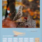 November 2027, Zitat von Marcus Tullius Cicero. Amsel steht auf einem Baumstumpf, umgeben von herbstlichen Farben.