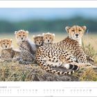 Text "NOVEMBER", Monatskalender darunter. Gepardenmutter mit vier Jungen auf einer Wiese liegend.