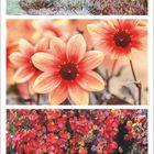 November, Zahlen 1 bis 30 in einer gebogenen Linie unten. Drei herbstliche Fotos: Frost auf Pflanzen, orange Blüten, bunte Blätter.