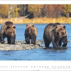 Kalender für November mit 3 Grizzlybären, die in einem Fluss waten. Im Hintergrund bunte Herbstbäume.