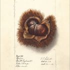 Nr. 65788, Bronze, Geo. P. Inderest, Villa Ridge, Illinois. E.J. Schutt. Okt. 8-13, Okt. 14-13. Illustration: Esskastanie.