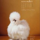 november Kalender mit Daten, Seidenhuhn-Henne, Ursprung: Asien, Farbe: Weiß, vor gepunktetem Hintergrund.