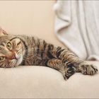 "Zweierlei eignet sich als Zuflucht vor den Widrigkeiten des Lebens: Musik und Katzen." Eine Katze liegt entspannt da.