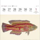 Juli | August, 26.–1. Nationalfeiertag (CH). Papageien-Lippfisch Illustration in bunten Farben mit detaillierten Mustern.