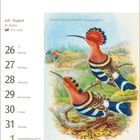 Juli/August-Kalender mit Wochentagen. Illustration von zwei indischen Wiedehopfen mit markanter Federzeichnung.