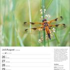 Juli/August, 30. Woche. Text beschreibt die Libelle mit gelb-braunem Abdomen. Kalender mit Daten, Nationalfeiertag am 1. August.