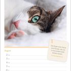 Text: „Die Augen einer Katze sind Fenster, die uns in eine andere Welt blicken lassen.“ Darunter: „Irisches Sprichwort“. Dazu ein Foto einer nah aufgenommenen Katze mit grünem Auge, liegend auf weichem Untergrund. Unten sind Wochentage im August mit Datum aufgelistet.