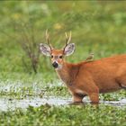 „Blinder Passagier“: Ein Sumpfhirsch im Wasser mit einem Vogel auf dem Rücken; im Hintergrund grüne Vegetation.