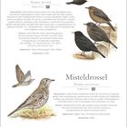 Titel: Drosseln. Amsel, Turdus merula. Größe: 26 cm. Nummer: 007. Misteldrossel, Turdus viscivorus. Größe: 28 cm. Nummer: 008. Ein Kalender für März ist zu sehen. Illustrationen von Vögeln in natürlichen Posen.
