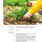 Text beschreibt Merkmale von Bärlauch: Standort in feuchten Wäldern, Erntezeit März-Mai, markanter Knoblauchduft. Eine Hand pflückt Blätter.