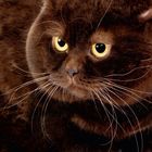 Ein brauner Katzenkopf mit großen gelben Augen, langen Schnurrhaaren, dichtem Fell und einem fokussierten Ausdruck.