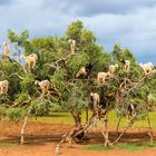 Ziegen stehen auf den Ästen eines Baumes mit dichtem Laub, über einer trockenen, rotbraunen Erde.