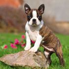 Keine Texte vorhanden. Ein junger Hund steht mit den Pfoten auf einem Stein, umgeben von grünem Gras und rosa Blumen im Hintergrund.